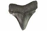 Juvenile Megalodon Tooth - Georgia #111619-1